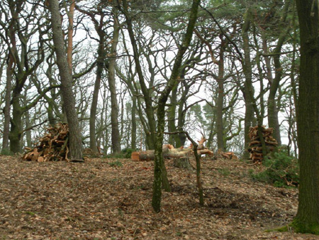 Wanderung 2011-20.02 022
