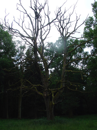 DSC00264