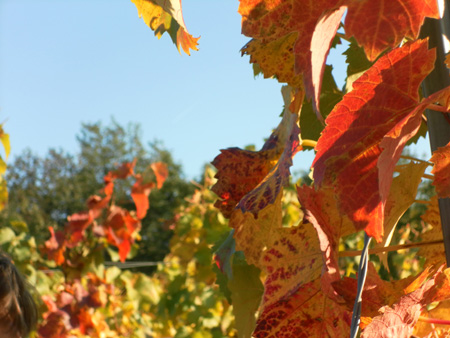 2011.10.16 Wanderung Gr.Umstadt 027
